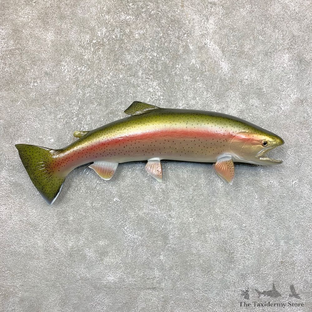 Rainbow Trout Fish Mount For Sale #23892 @ The Taxidermy Store