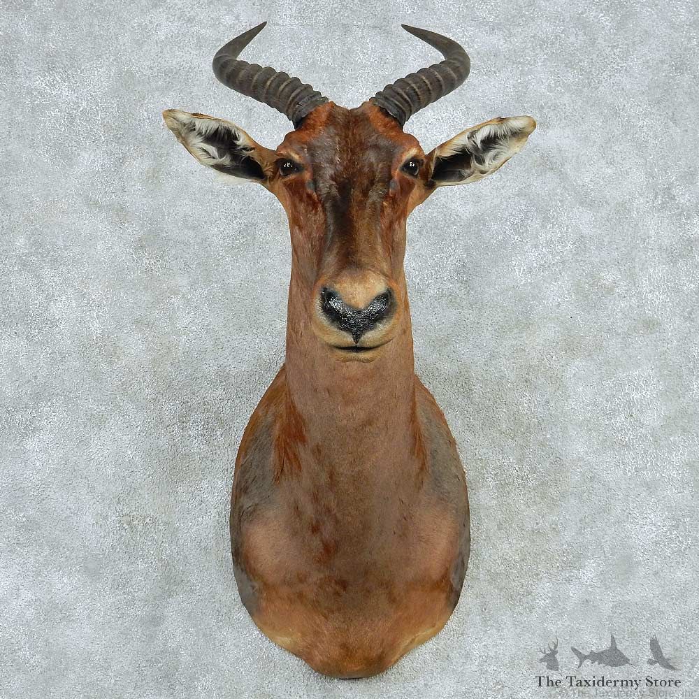 African Tsessebe Shoulder Mount #13607 For Sale @ The Taxidermy Store