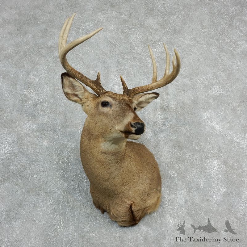 Whitetail Deer Shoulder Mount For Sale #18071 @ The Taxidermy Store