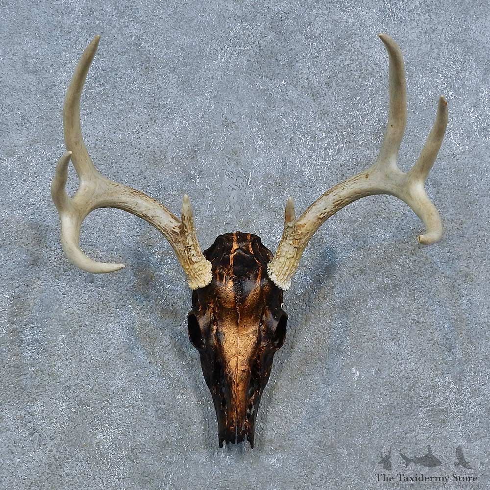 Whitetail Deer Skull Antler European Mount For Sale #15333 @ The Taxidermy Store