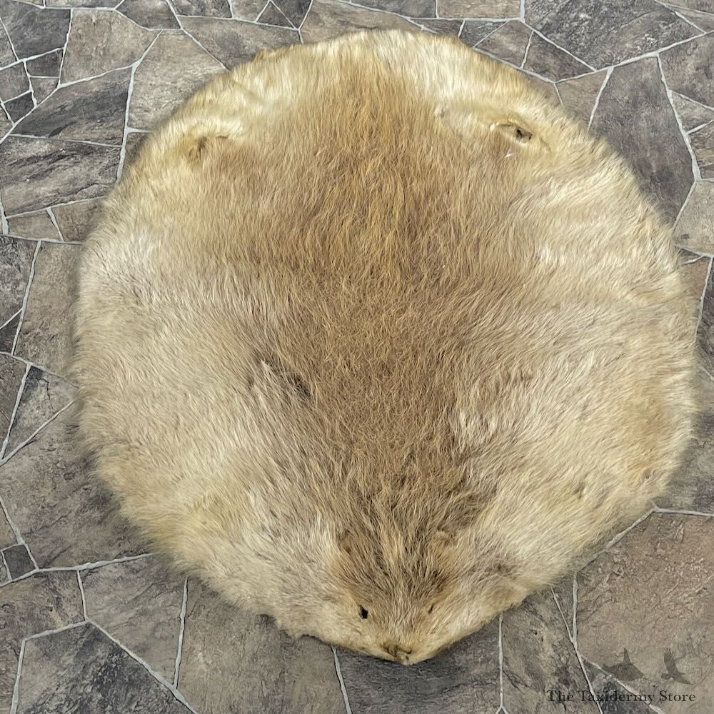 Beaver Tanned Pelt For Sale #27903 @ The Taxidermy Store