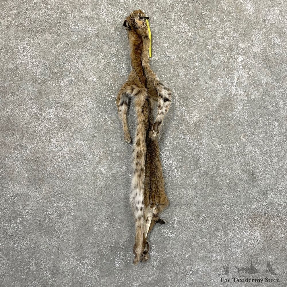 Bobcat Tanned Hide For Sale #24572 @ The Taxidermy Store