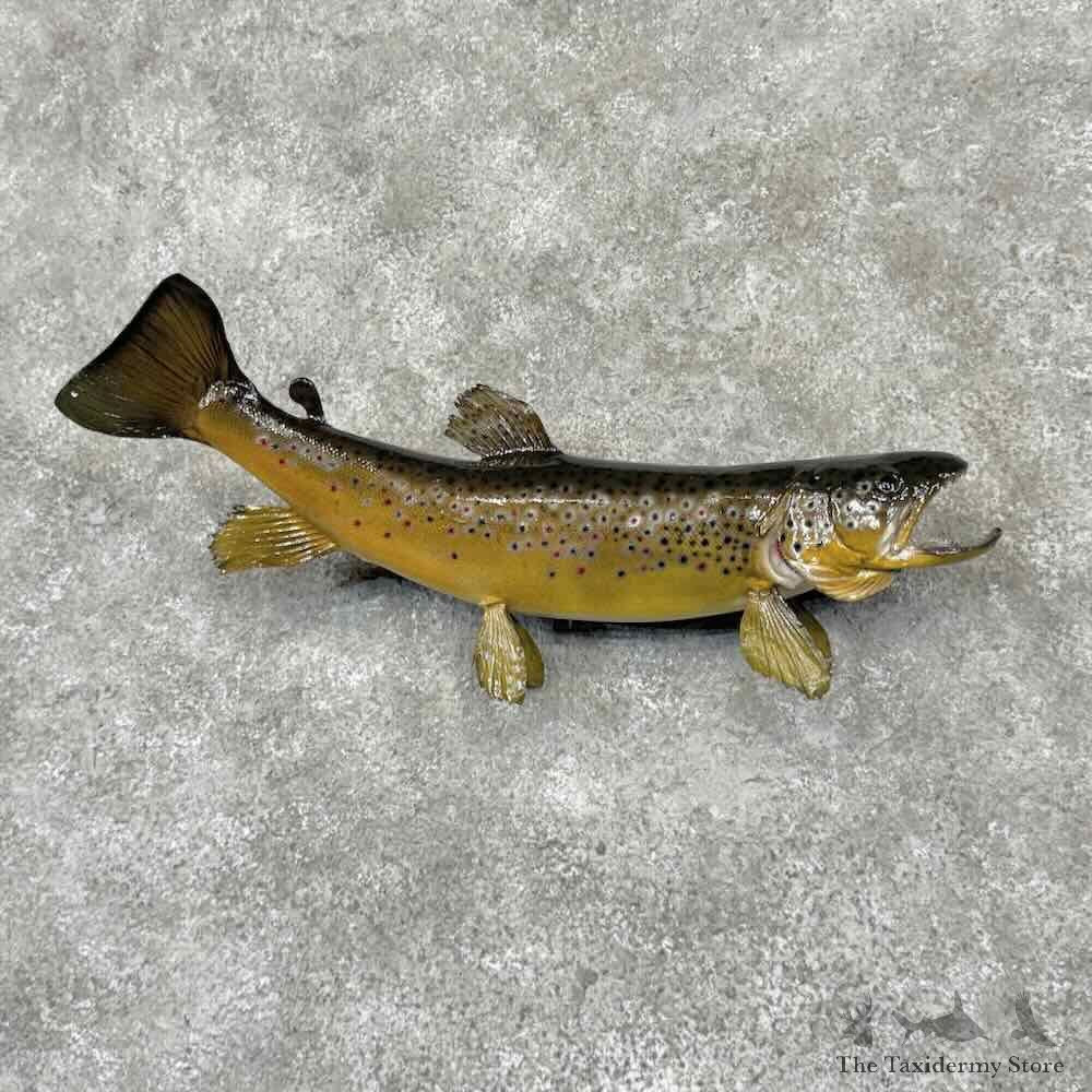 Brown Trout Fish Mount For Sale #32095 @ The Taxidermy Store