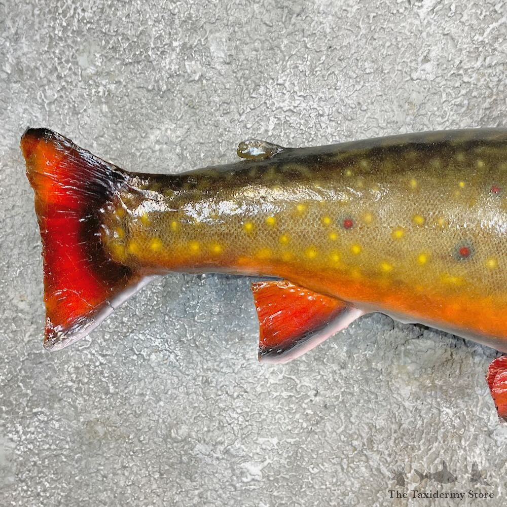 Brook Trout Fish Mount For Sale #27254 @ The Taxidermy Store