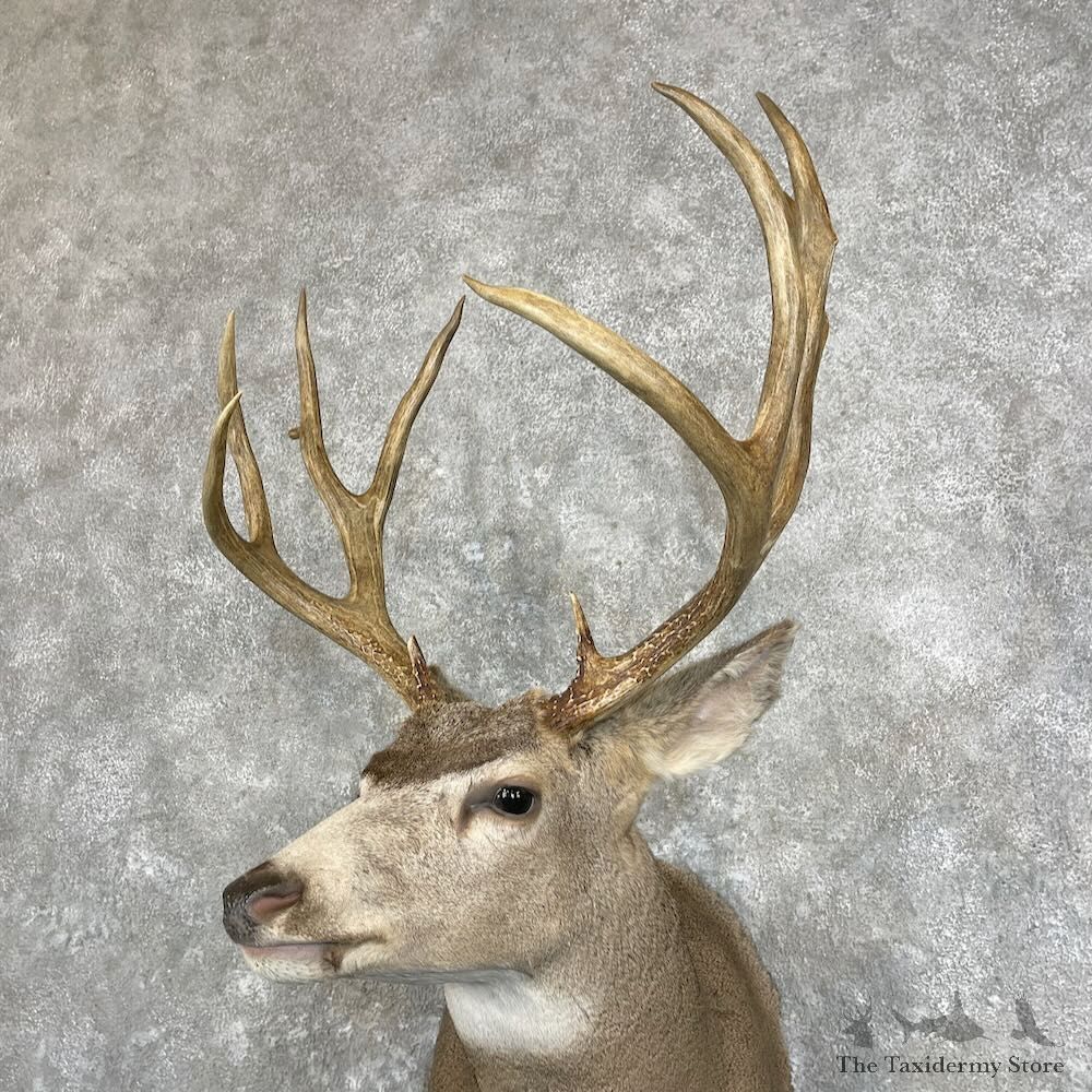 Mule Deer Shoulder Mount For Sale #28007 @ The Taxidermy Store