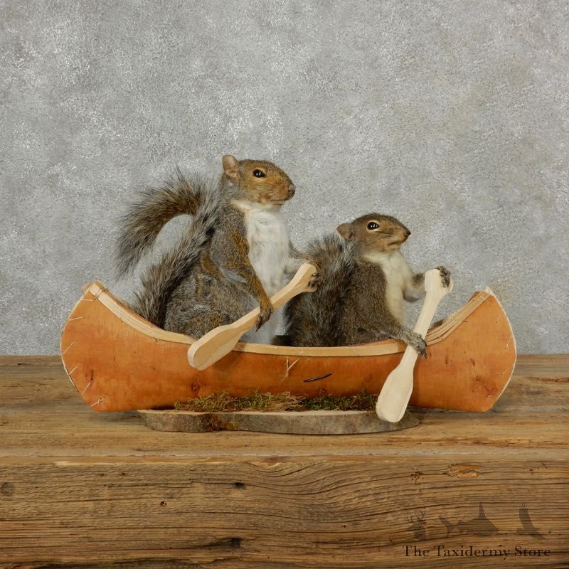 Two Novelty Canoe Grey Squirrels 17100 @The Taxidermy Store
