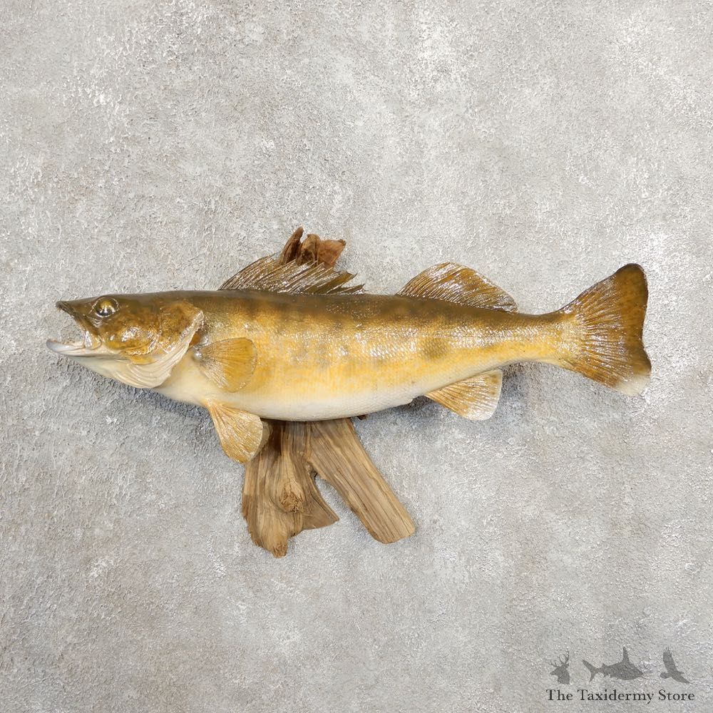 Walleye Taxidermy Fish Mount #20888 For Sale @ The Taxidermy Store