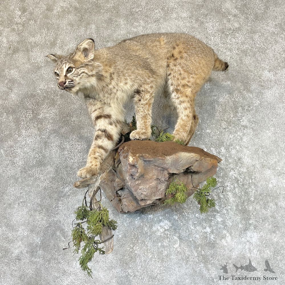 Bobcat Life-Size Taxidermy Mount For Sale #26597 @ The Taxidermy Store