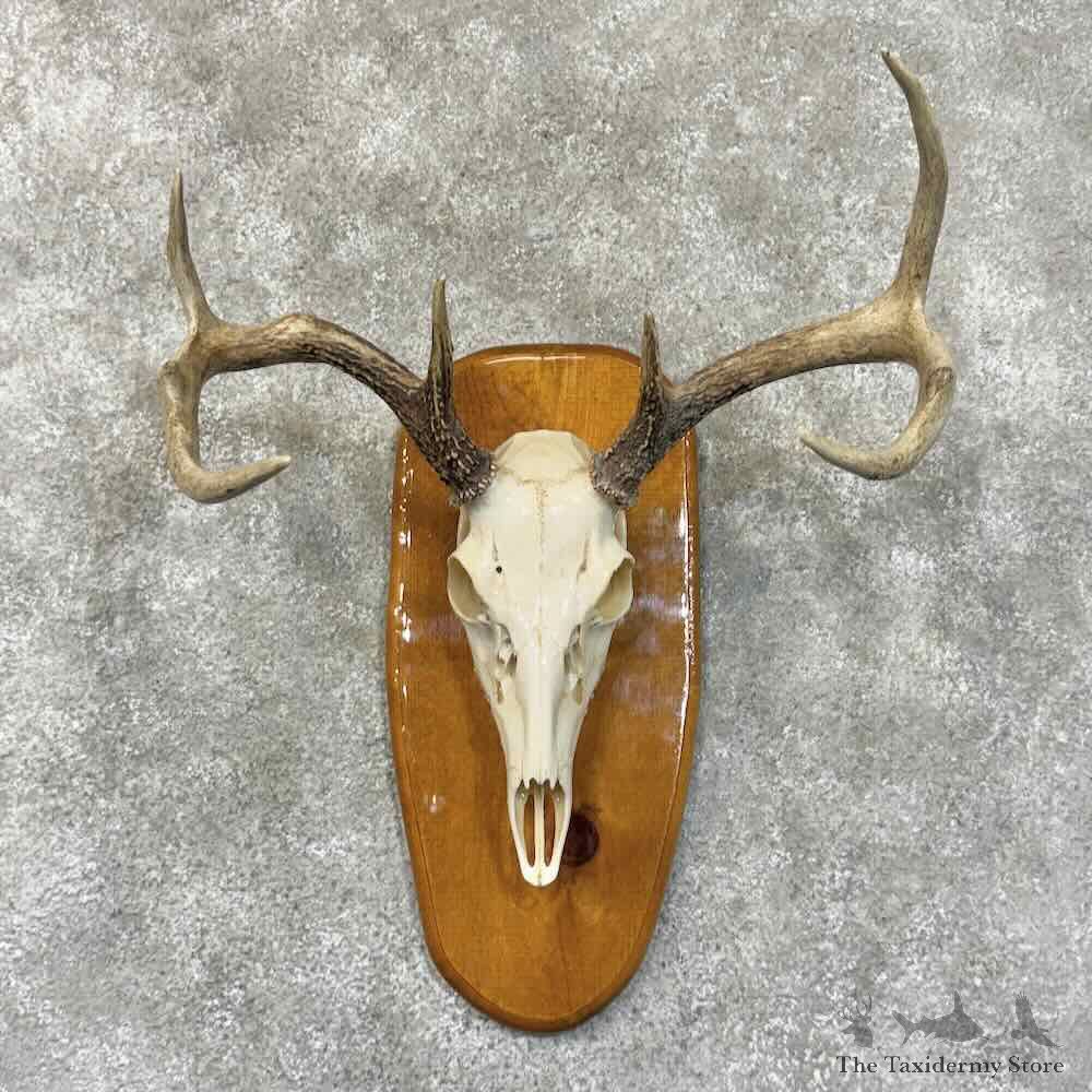 Whitetail Deer Skull European Mount For Sale #30534 @ The Taxidermy Store