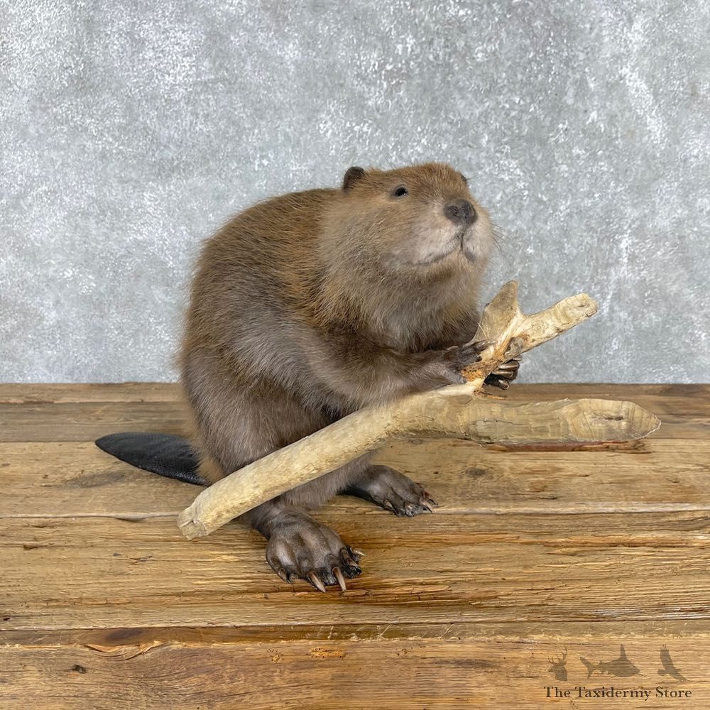 North American Beaver Mount For Sale #24160 @ The Taxidermy Store