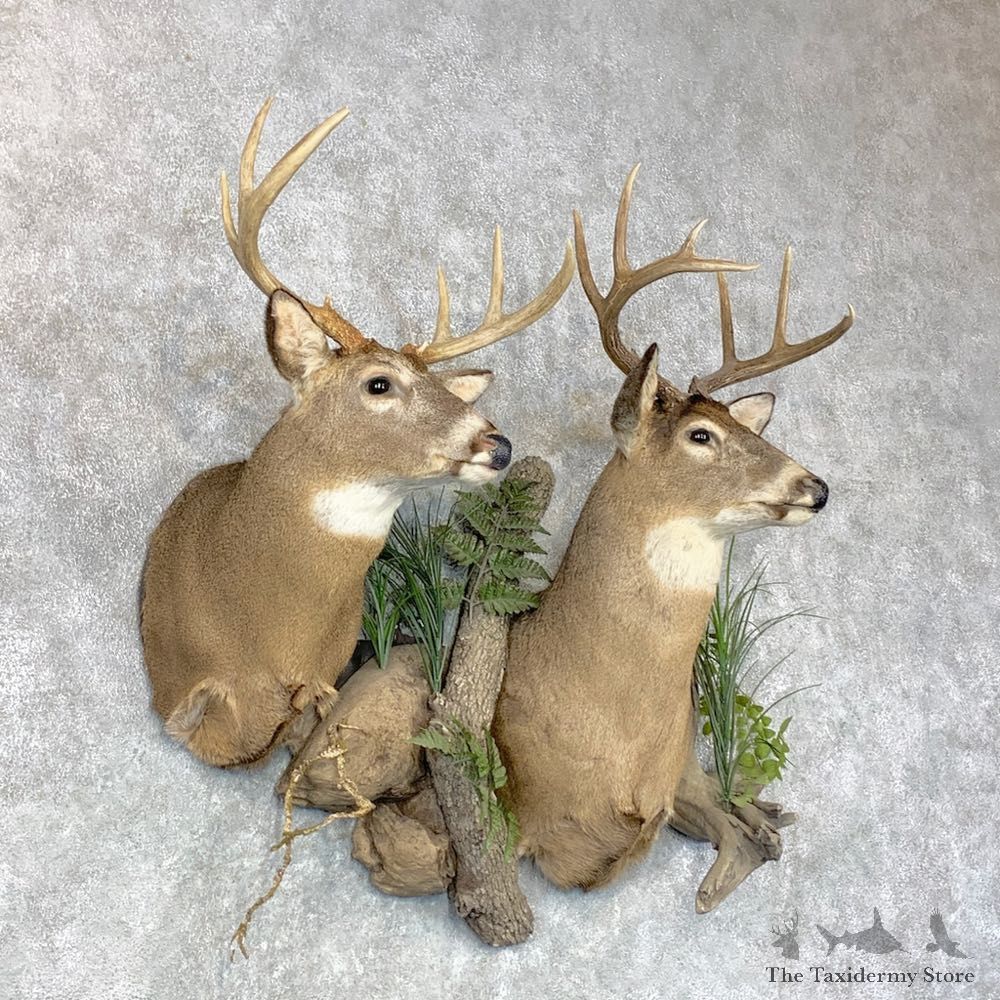 Whitetail Deer Shoulder Taxidermy Mount Pair For Sale #23659 @ The Taxidermy Store