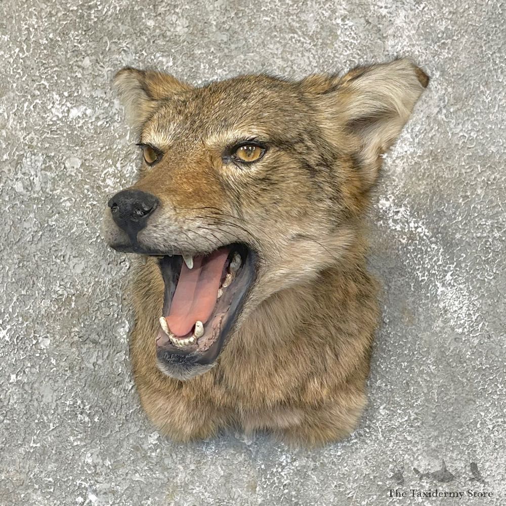 Coyote Shoulder Taxidermy Mount #24111 @ The Taxidermy Store