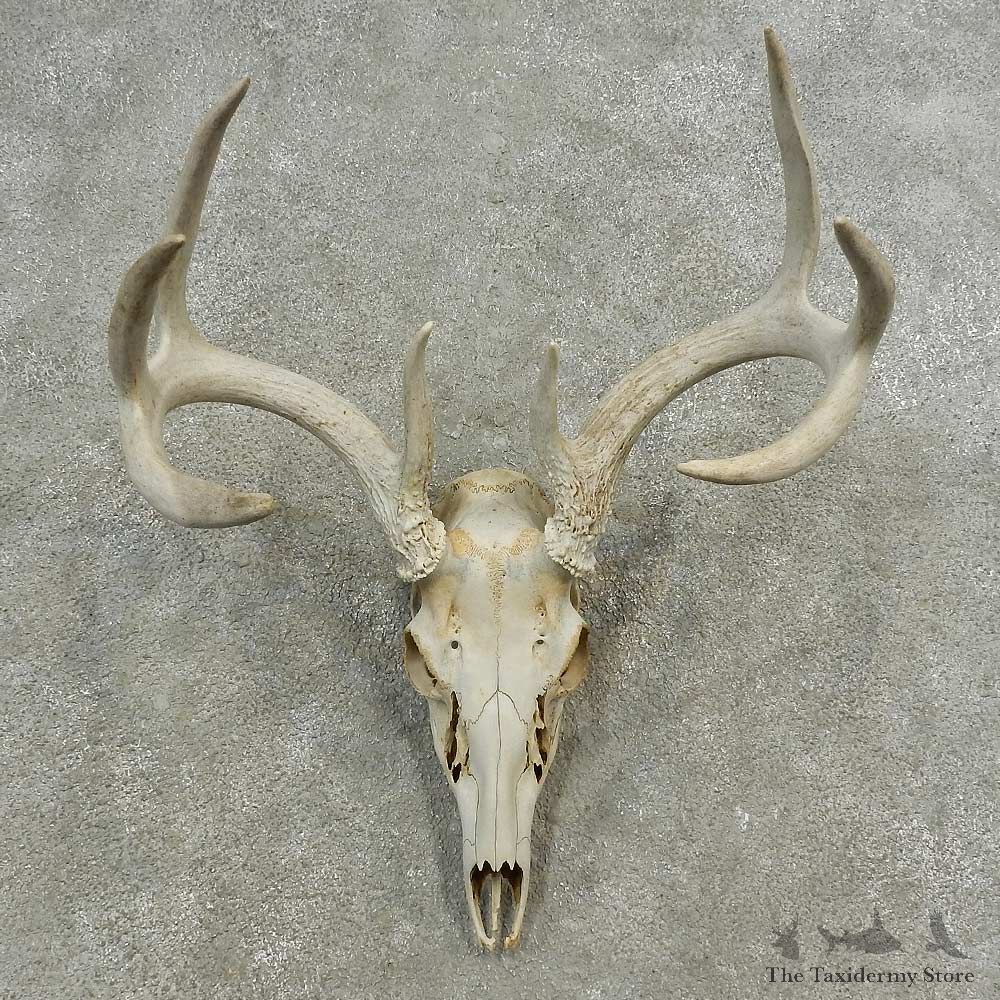Whitetail Deer Skull European Mount For Sale #16895 @ The Taxidermy Store