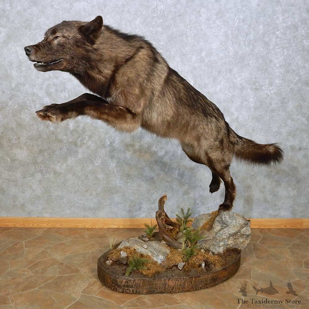 Black Alaskan Wolf Mount For Sale #14909 @ The Taxidermy Store