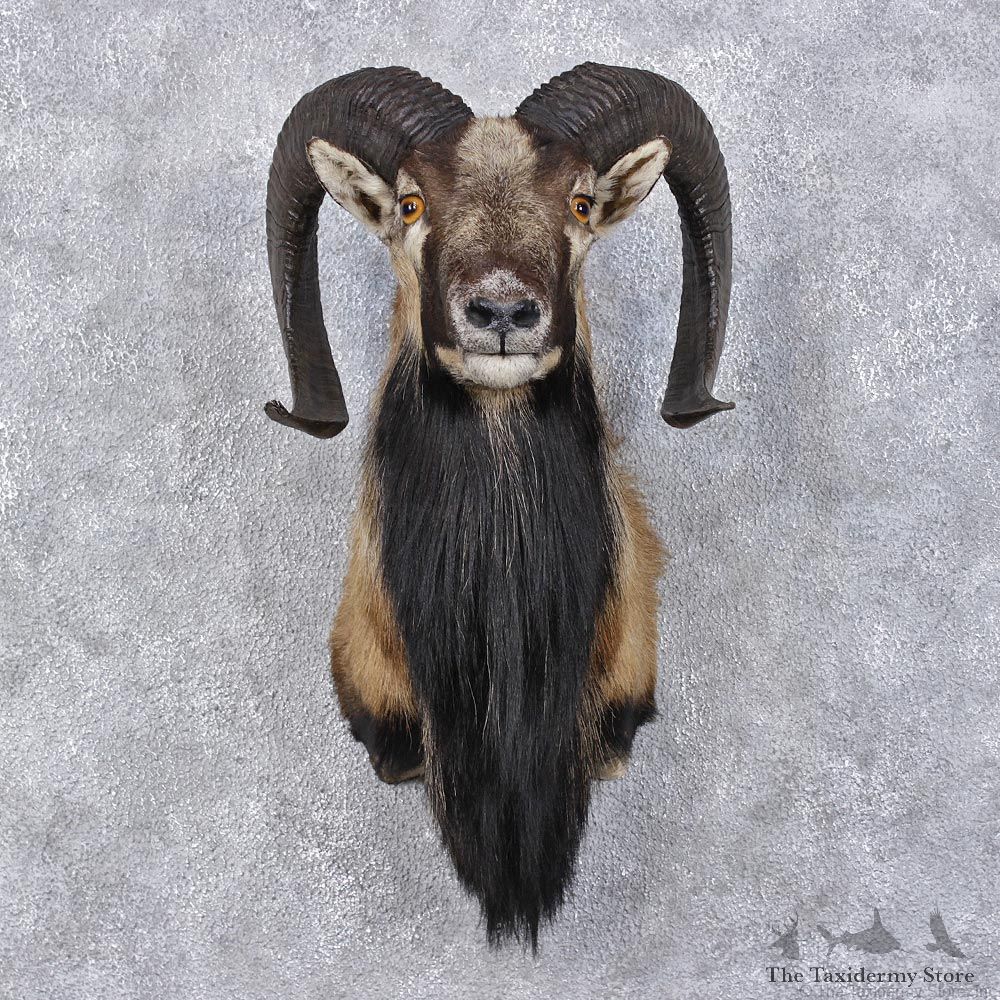 Corsican Ram Sheep Taxidermy Shoulder Mount #12467 For Sale @ The Taxidermy Store