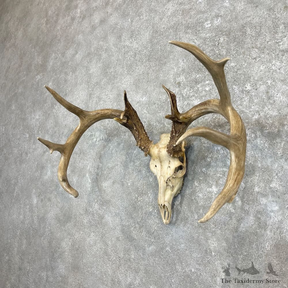 Whitetail Deer Skull European Mount For Sale #27332 @ The Taxidermy Store