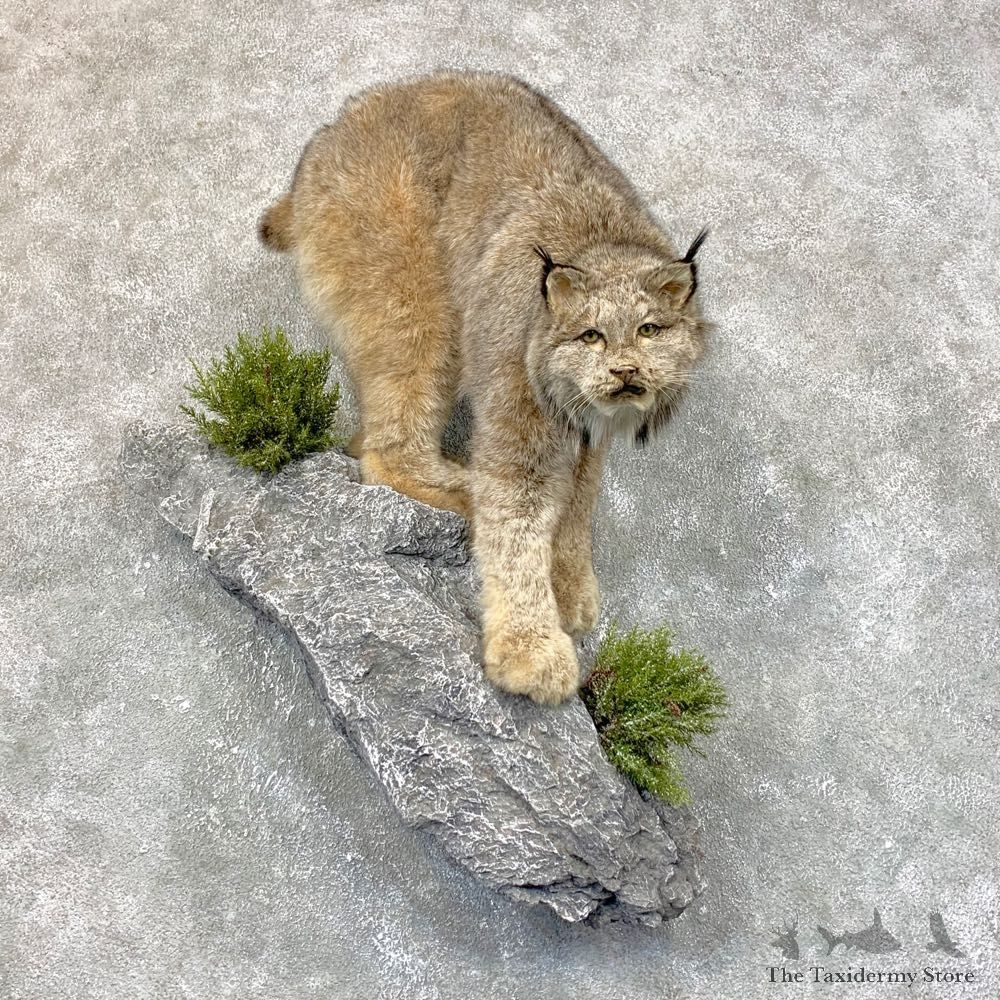 Canadian Lynx Life-Size Taxidermy Mount For Sale #23865 @ The Taxidermy Store