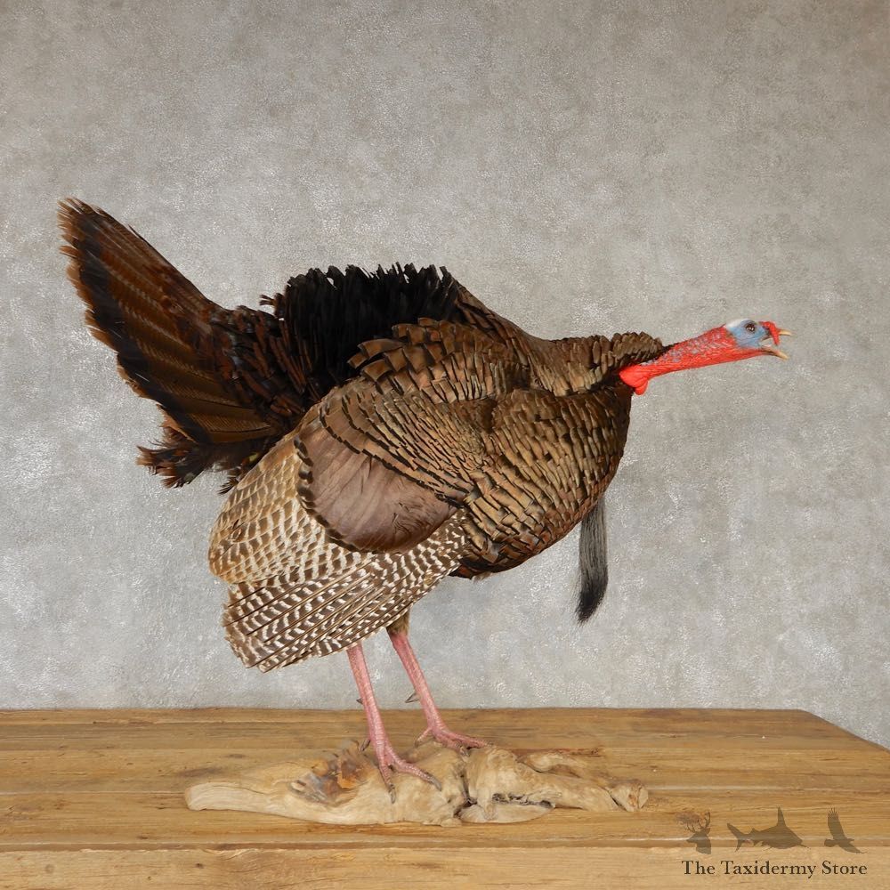Eastern Turkey Bird Mount For Sale #20611 @ The Taxidermy Store