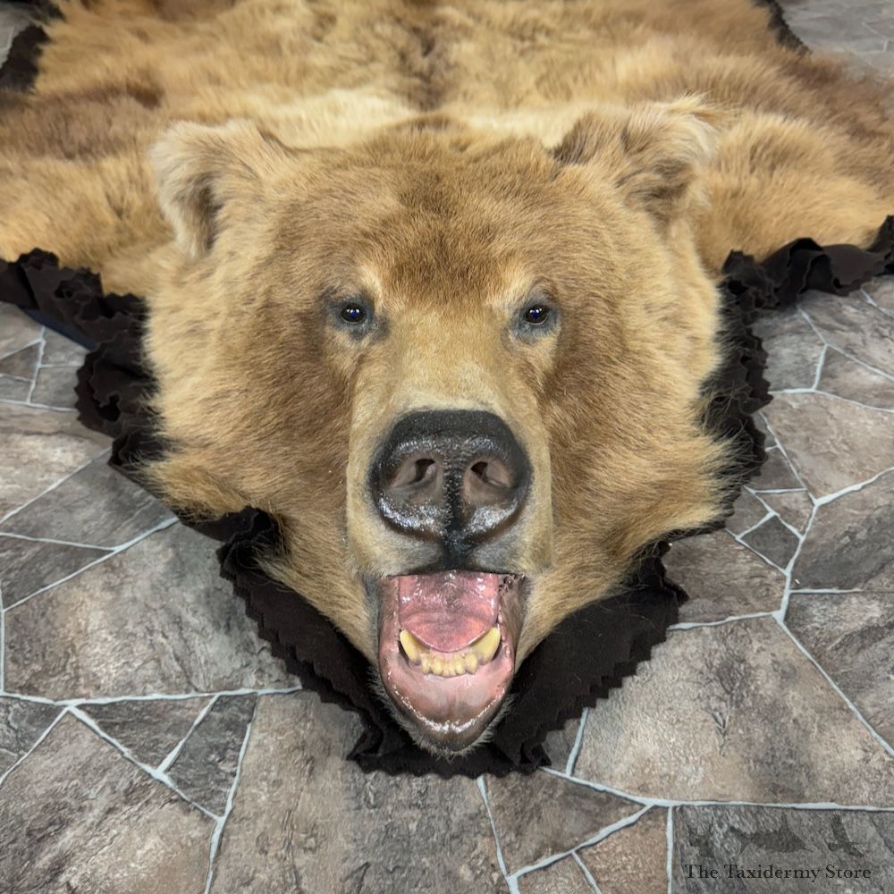 Grizzly Bear Full Size Rug Mount For Sale #29315 @ The Taxidermy Store