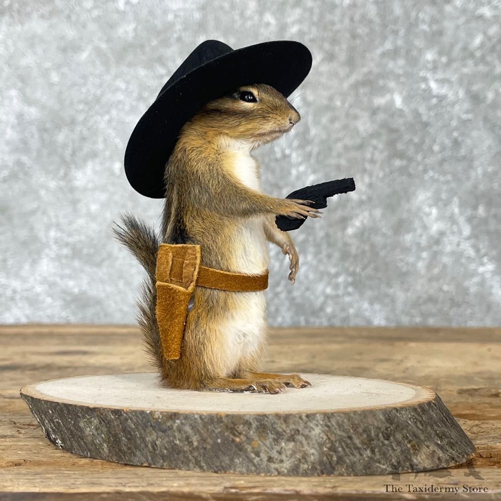 Cowboy Chipmunk Novelty Mount For Sale #24047 @ The Taxidermy Store