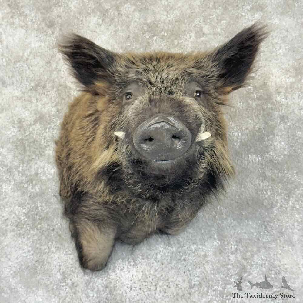 Wild Boar Shoulder Mount For Sale #30939 @ The Taxidermy Store