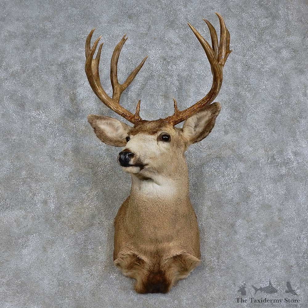 Mule Deer Shoulder Mount For Sale #15721 @ The Taxidermy Store