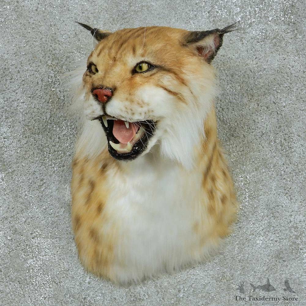Reproduction Eurasian Lynx Shoulder Mount #16416 For Sale @ The Taxidermy Store
