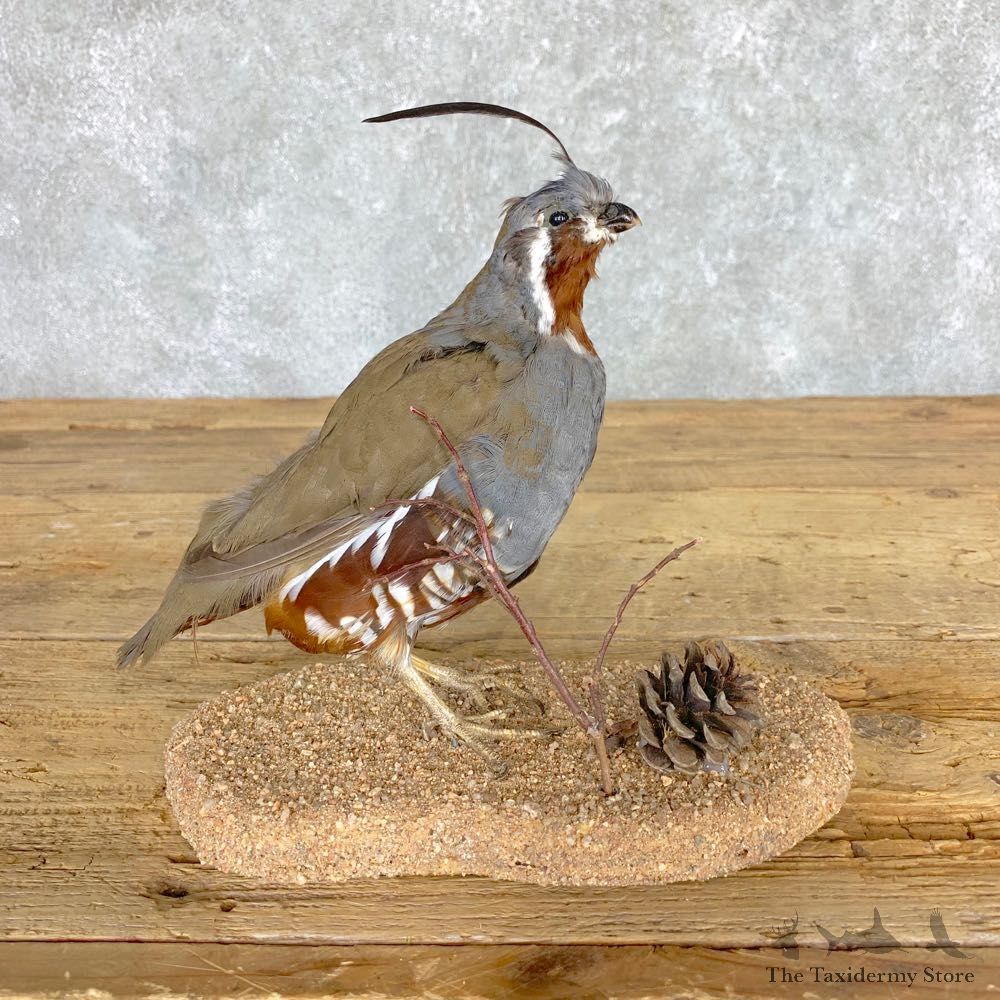 Mountain Quail Bird Mount For Sale #21763 @ The Taxidermy Store
