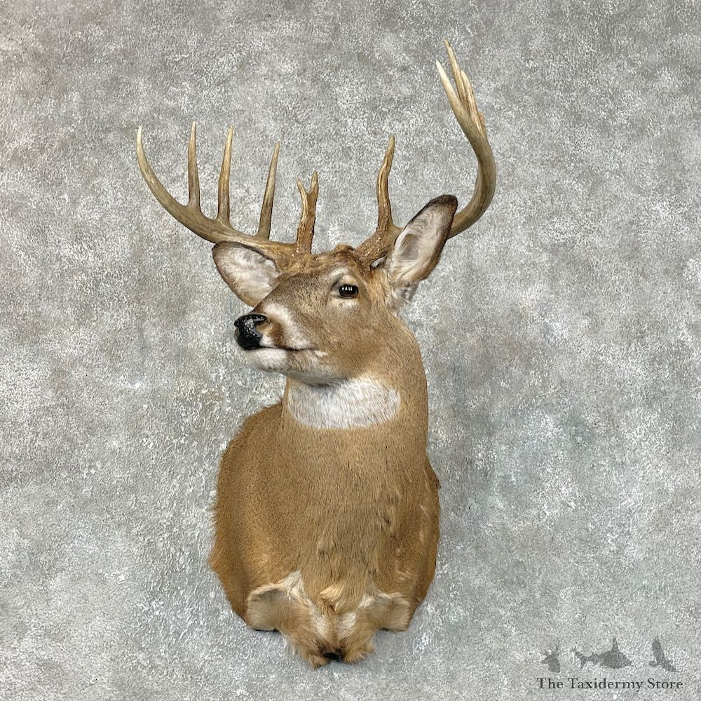 Whitetail Deer Shoulder Mount #25425 For Sale - The Taxidermy Store
