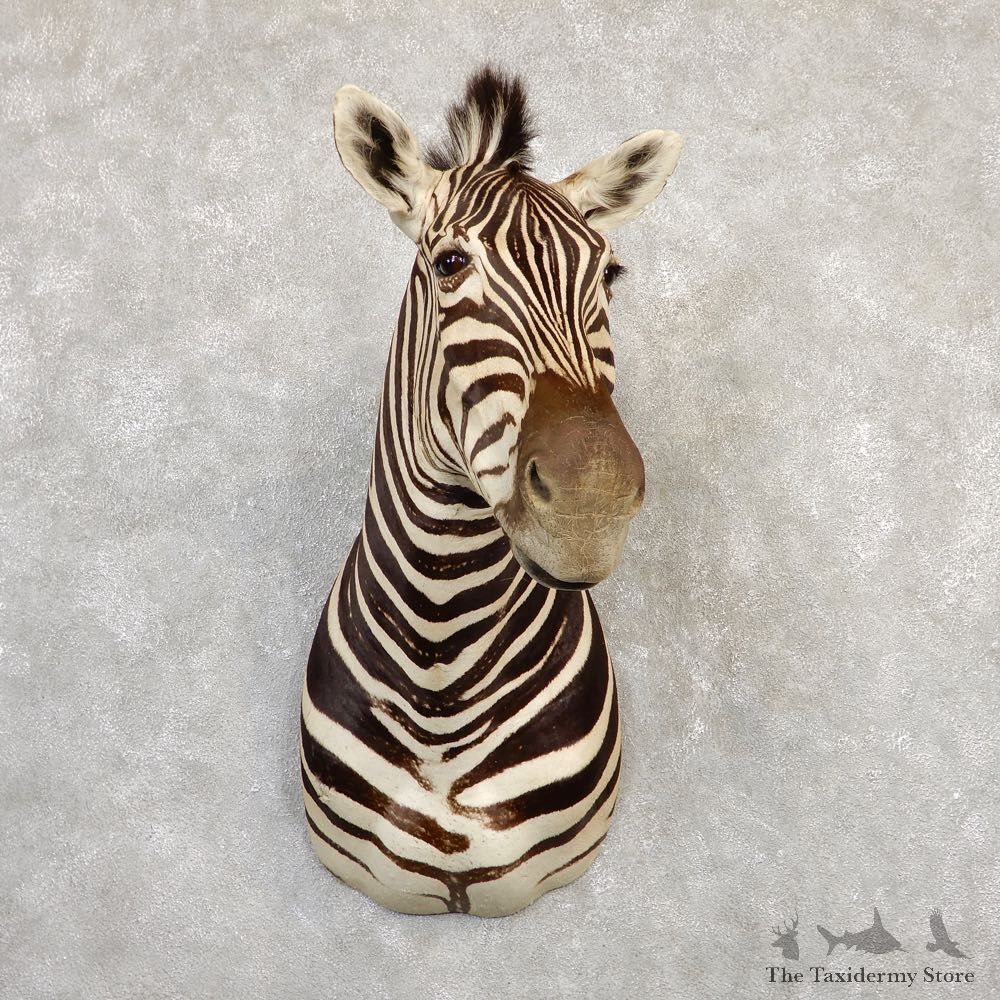 African Zebra Shoulder Mount For Sale #20270 @ The Taxidermy Store