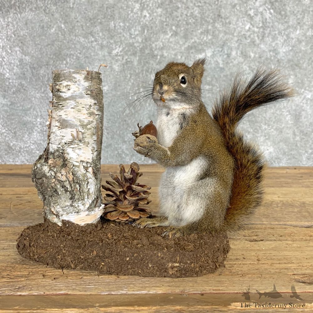 Red Squirrel Life-Size Mount For Sale #22451 @ The Taxidermy Store