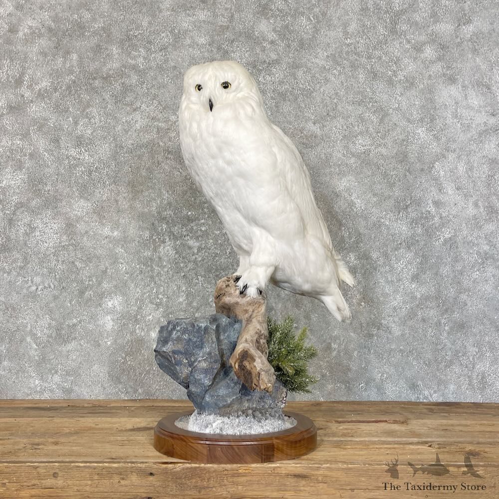 Reproduction Snowy Owl Life Size Mount For Sale #27740 @ The Taxidermy Store