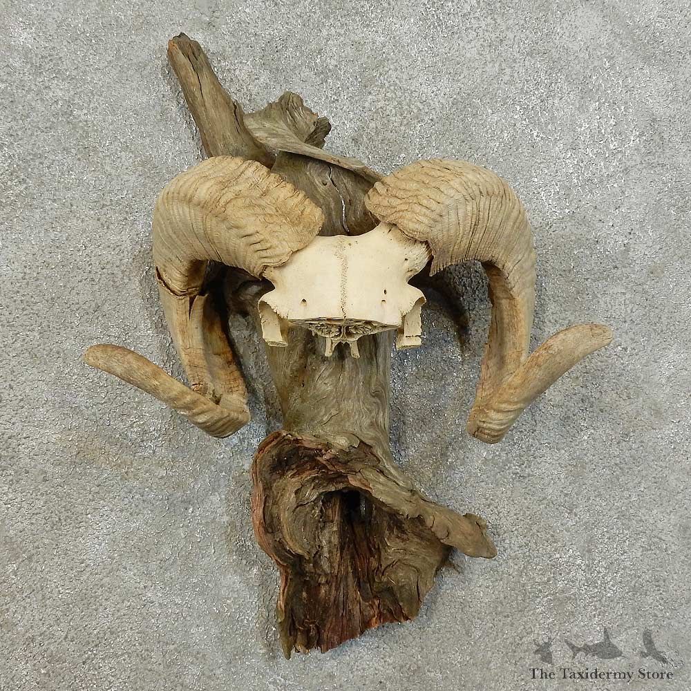 Corsican Ram Horn Mount For Sale #16002 @ The Taxidermy Store