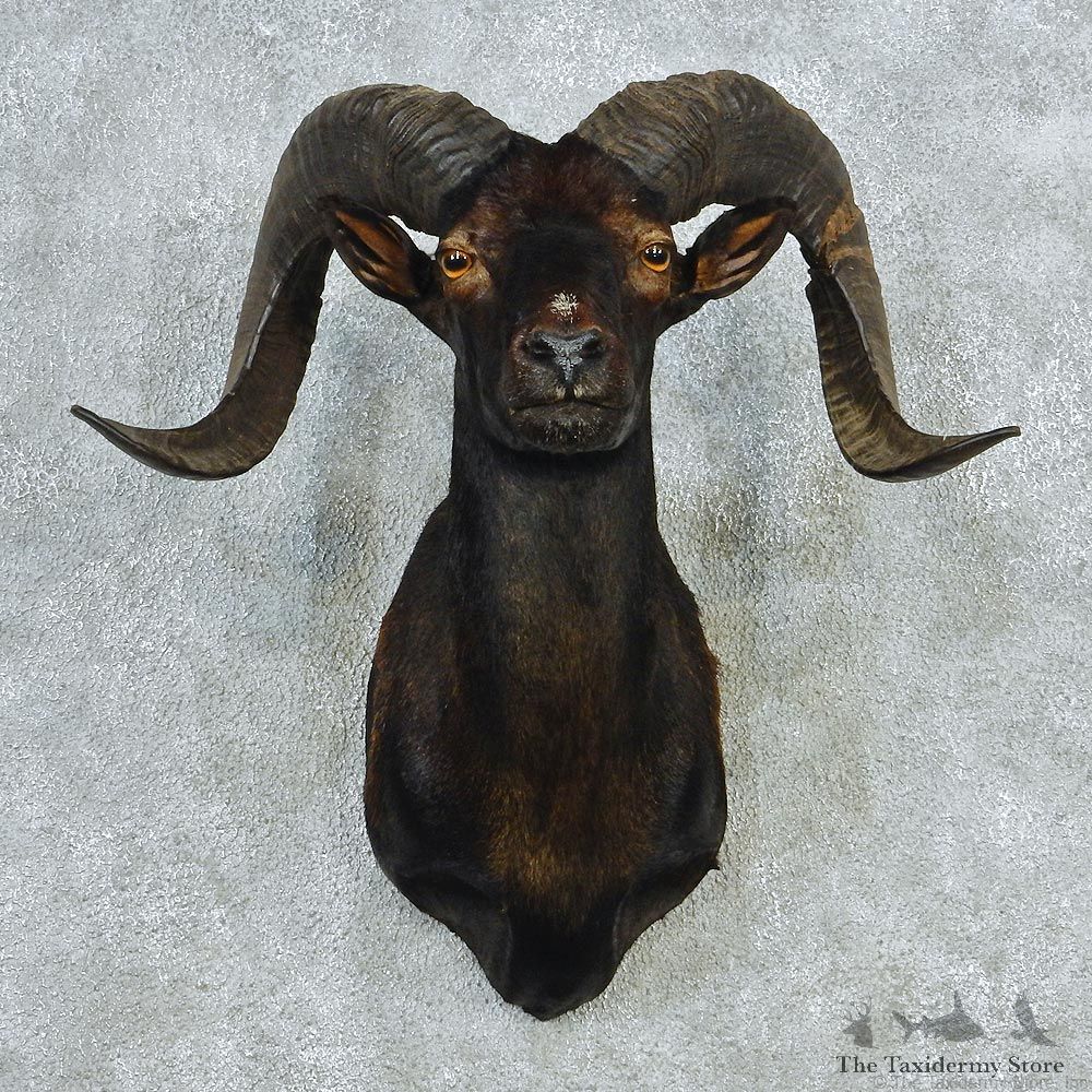 Black Hawaiian Coriscan Ram Shoulder Taxidermy Head Mount #12712 For Sale @ The Taxidermy Store