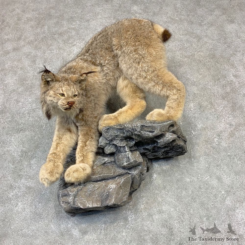 Canadian Lynx Life-Size Taxidermy Mount For Sale #21604 @ The Taxidermy Store