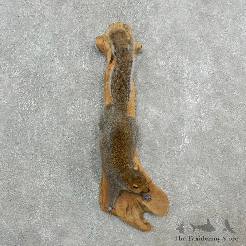 Grey Squirrel Life-Size Mount For Sale #18198 @ The Taxidermy Store