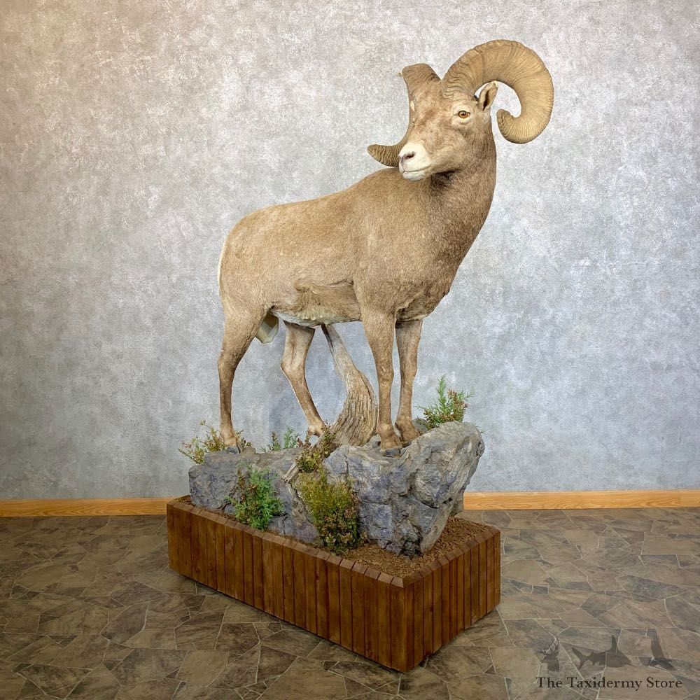 Wyoming Bighorn Sheep Life-Size Taxidermy Mount #23656 For Sale - The Taxidermy Store