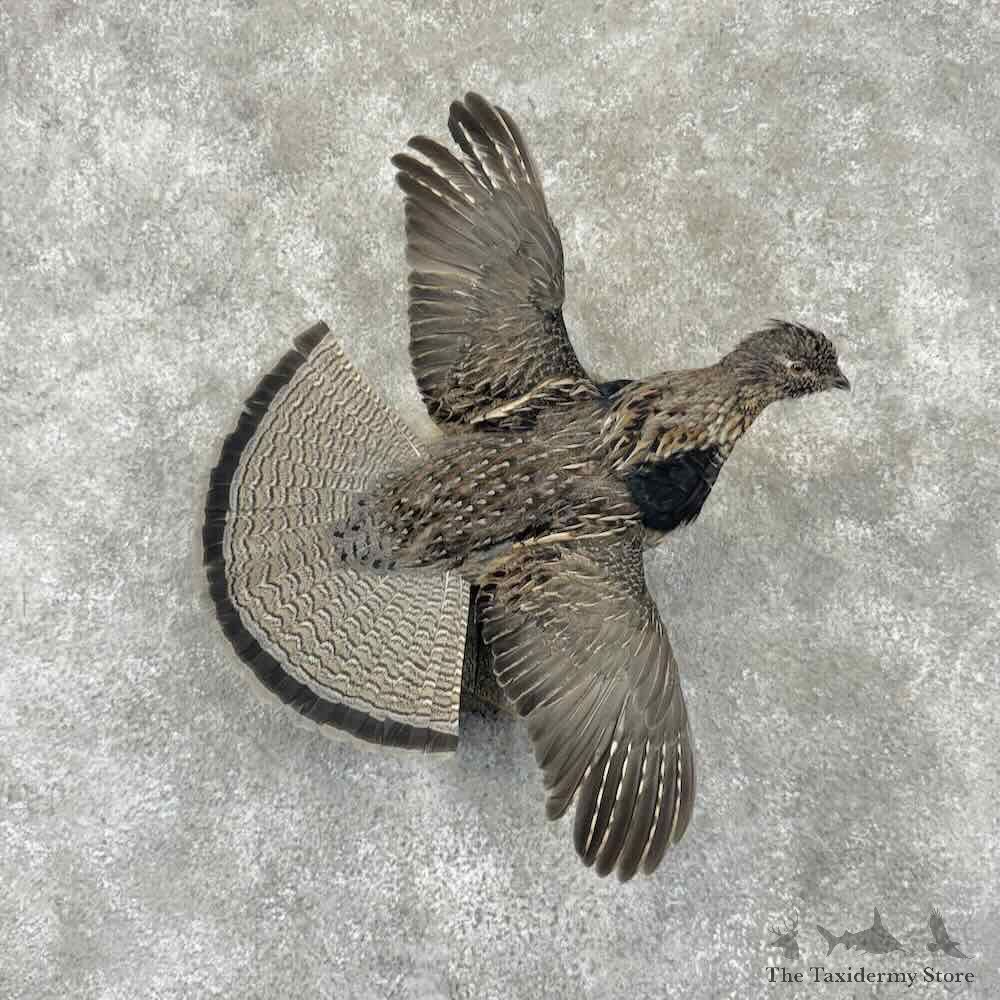 Ruffed Grouse Bird Mount For Sale #31853 @ The Taxidermy Store