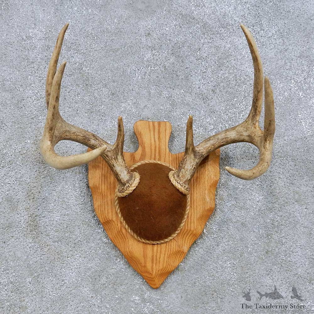Whitetail Deer Antler Plaque Mount For Sale #14657 @ The Taxidermy Store