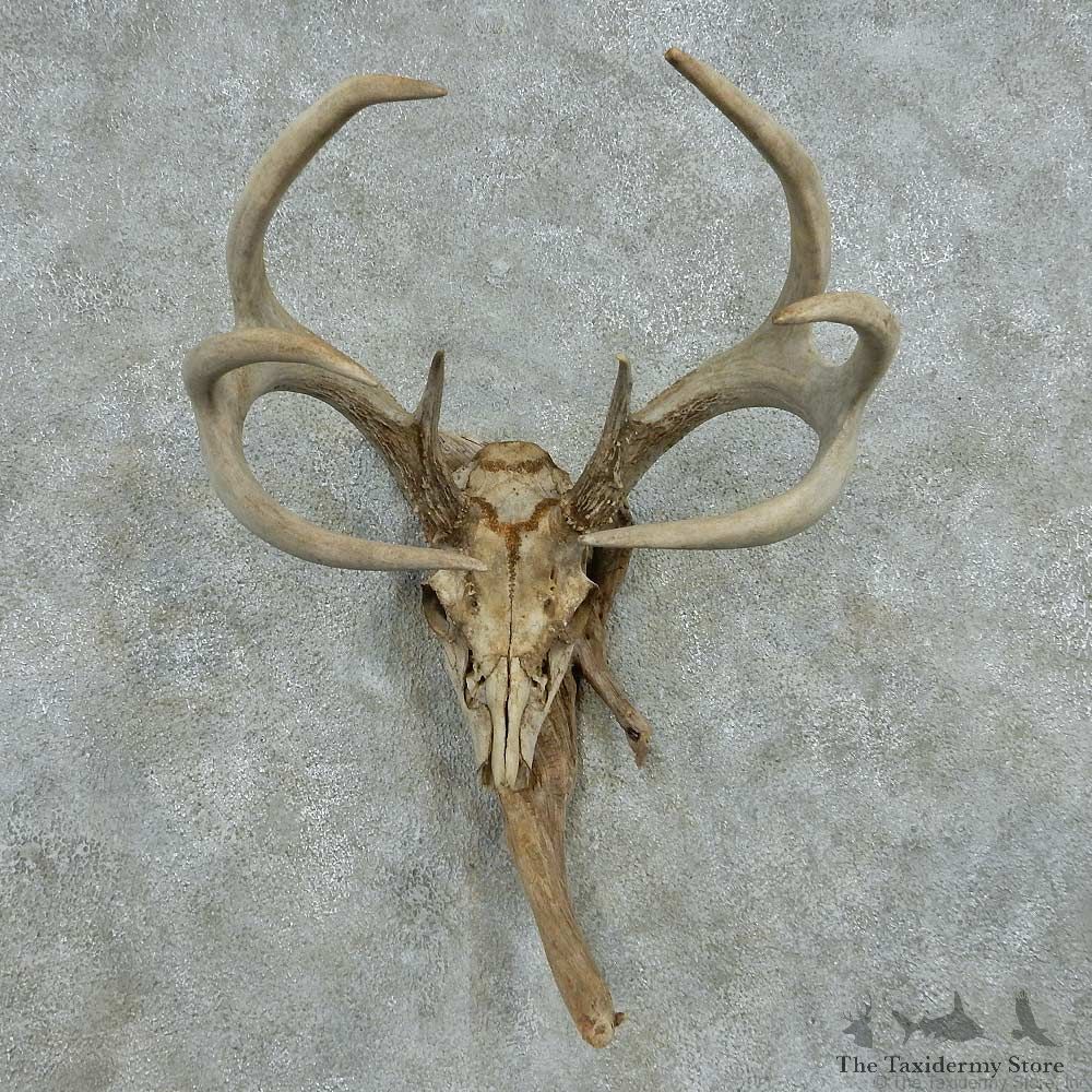 Whitetail Deer Skull Antlers European Mount #13577 For Sale @ The Taxidermy Store