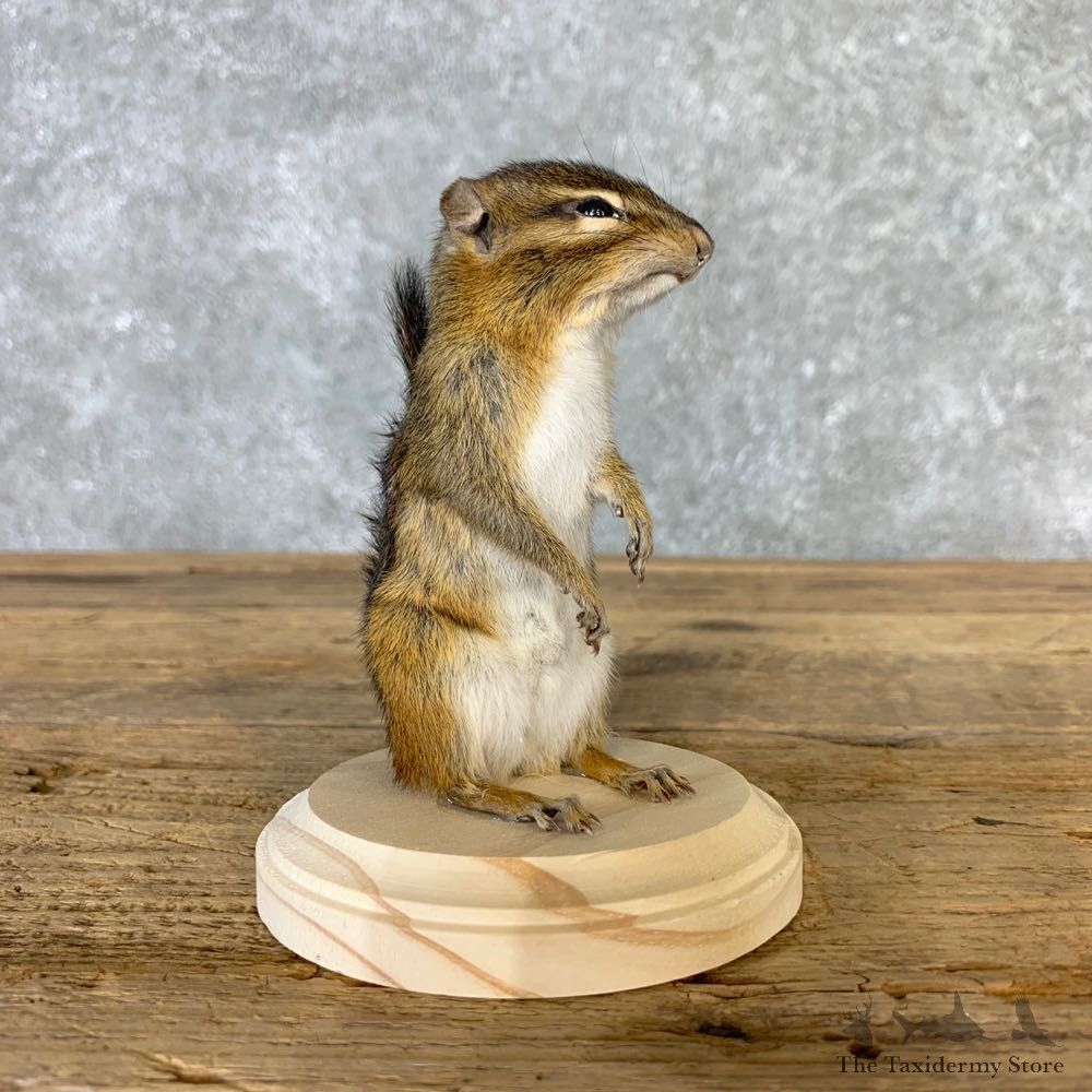 Chipmunk Life-Size Mount For Sale #23233 @ The Taxidermy Store