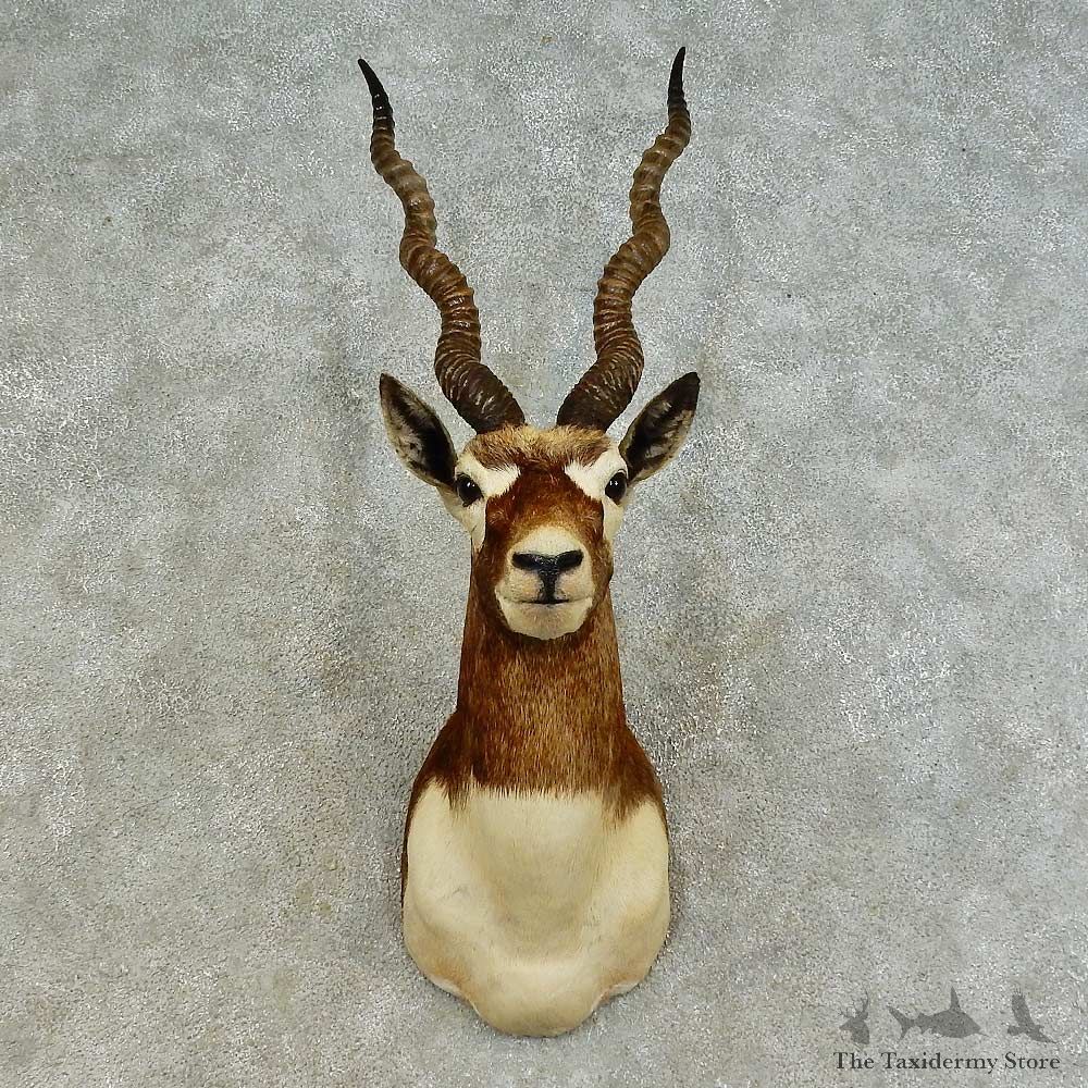 India Blackbuck Shoulder Mount For Sale #16378 @ The Taxidermy Store