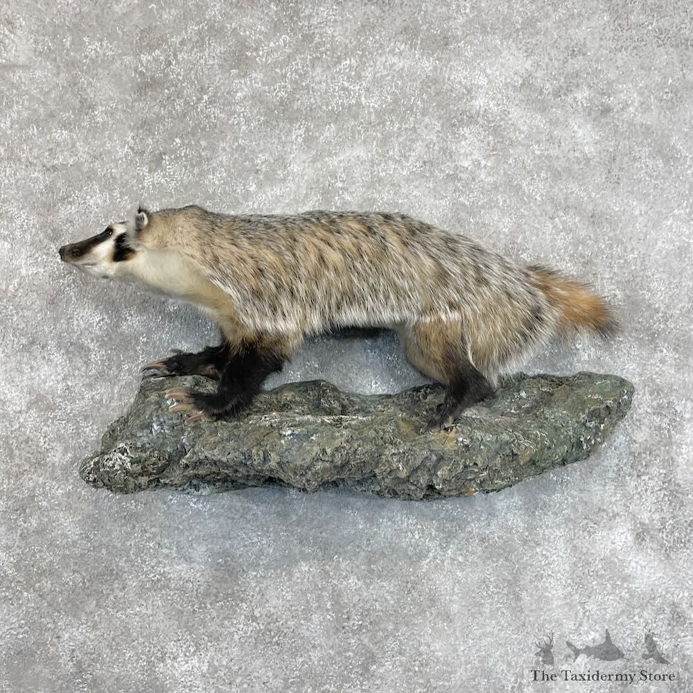 American Badger Life-Size Mount For Sale #28674 @ The Taxidermy Store