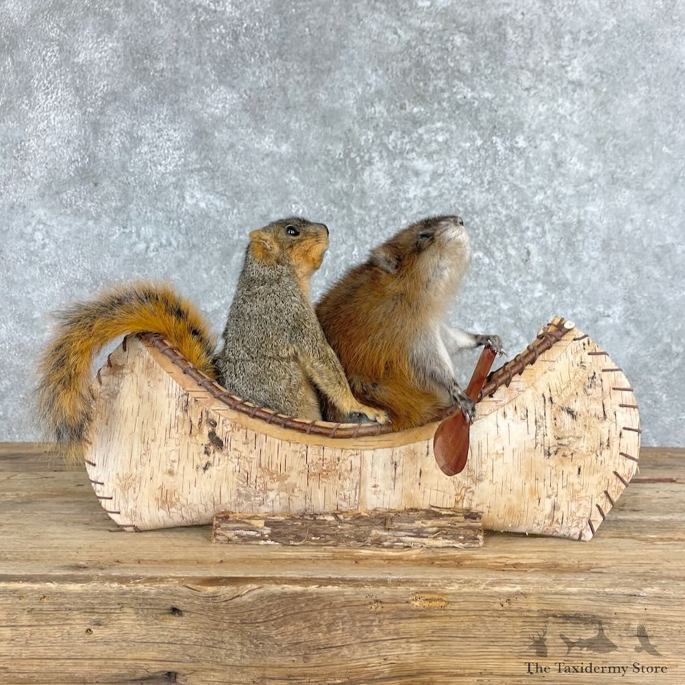 Canoe Pals Squirrel and Muskrat Novelty Mount For Sale #28042 @ The Taxidermy Store