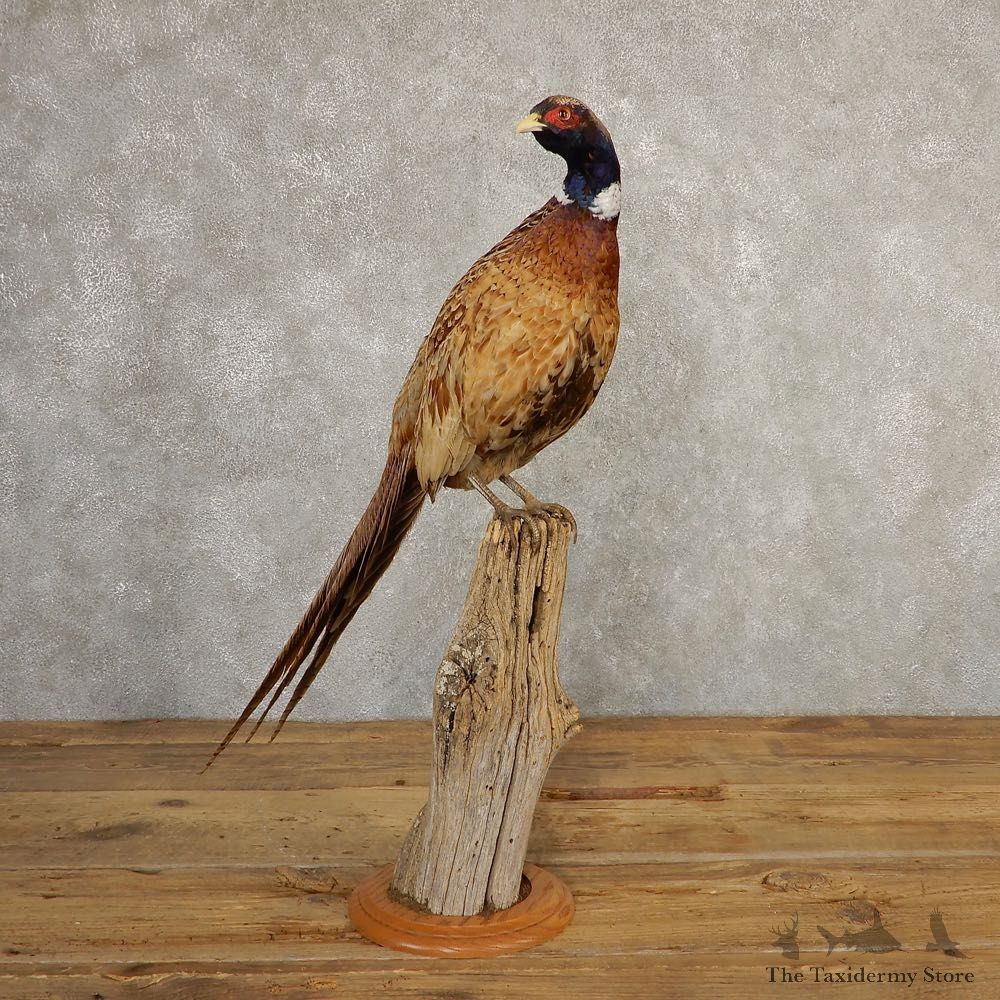 Ringneck Pheasant Bird Mount For Sale #20774 @ The Taxidermy Store