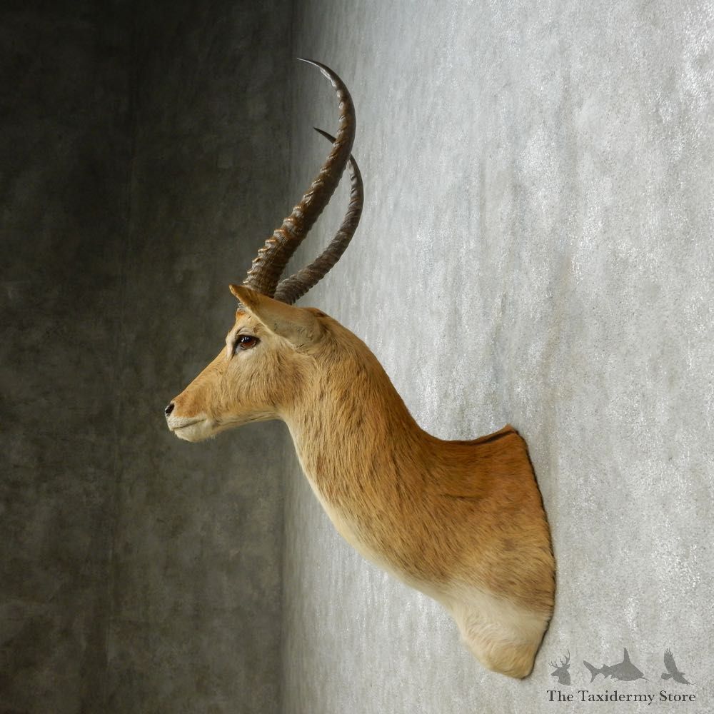 Common Lechwe Shoulder Mount For Sale #14564 @ The Taxidermy Store