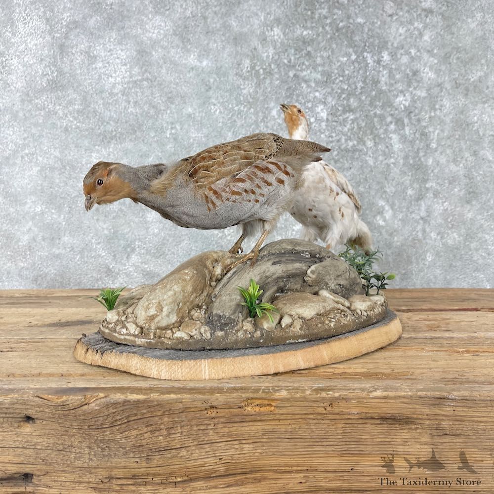 Hungarian Taxidermy Mount For Sale #26008 @ The Taxidermy Store