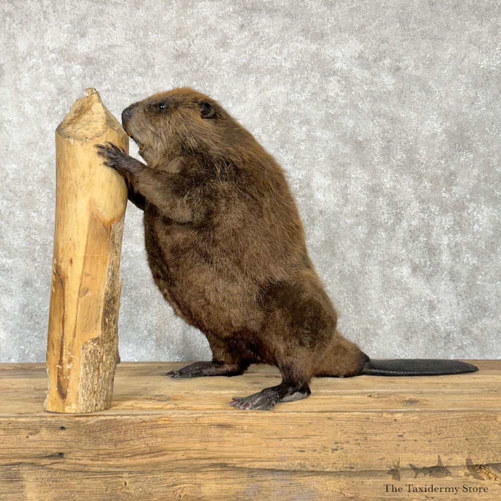 North American Beaver Mount For Sale #29005 @ The Taxidermy Store