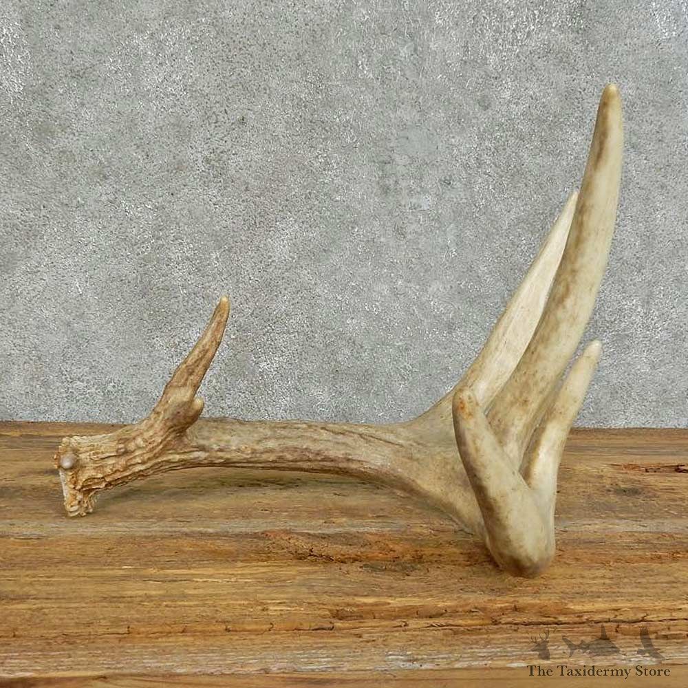 Whitetail Deer Antler Shed For Sale #16147 @ The Taxidermy Store