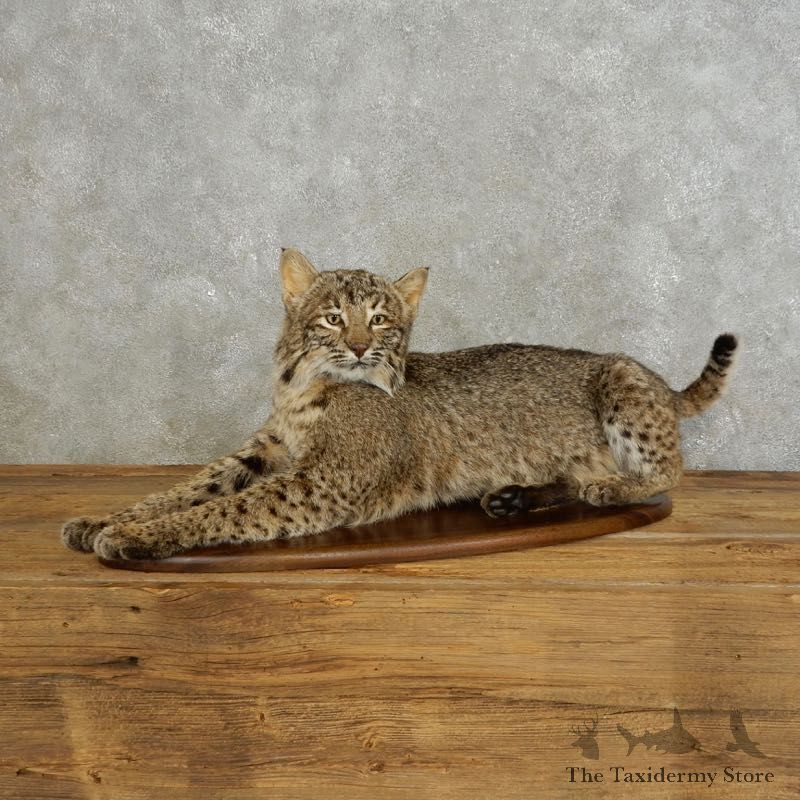 Bobcat Life-Size Mount For Sale #17541 @ The Taxidermy Store